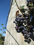 Grapes - Buck Shoals Vineyard
