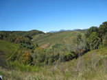 NW N.C. Tree Farm