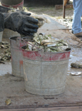 Oyster Festival - Ocean Isle